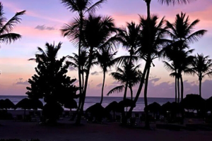 Palm trees and sky
