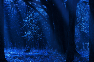 Forest with blue light